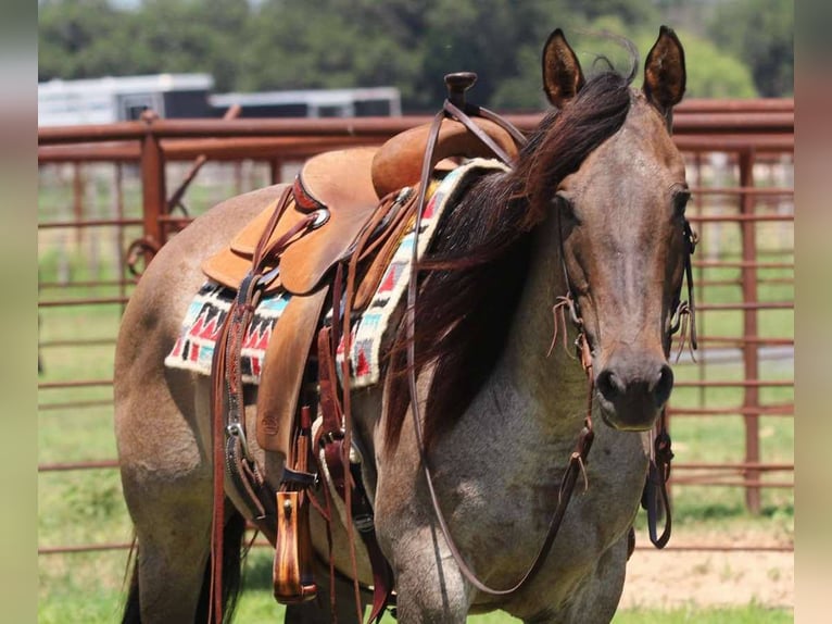 American Quarter Horse Castrone 11 Anni 150 cm Grullo in Lipan TX