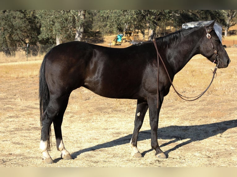 American Quarter Horse Castrone 11 Anni 150 cm Morello in Valley Springs  CA