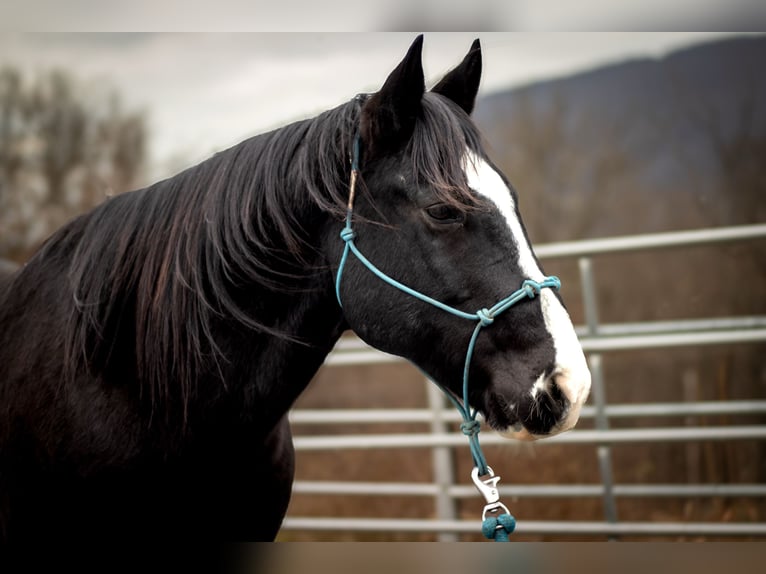 American Quarter Horse Castrone 11 Anni 150 cm Morello in Clearville, PA