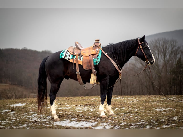 American Quarter Horse Castrone 11 Anni 150 cm Morello in Clearville, PA