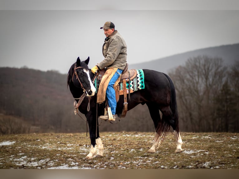 American Quarter Horse Castrone 11 Anni 150 cm Morello in Clearville, PA