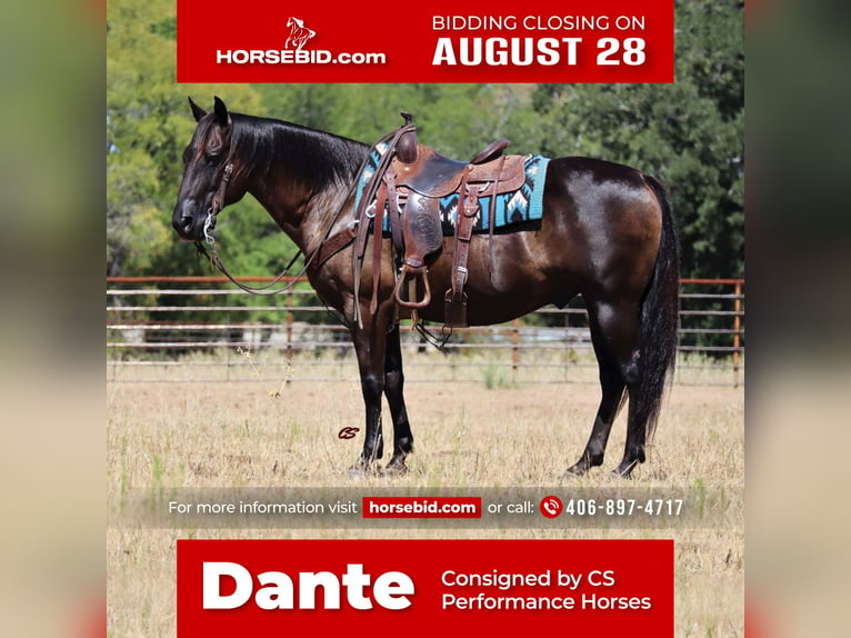 American Quarter Horse Castrone 11 Anni 150 cm Morello in Jacksboro, TX