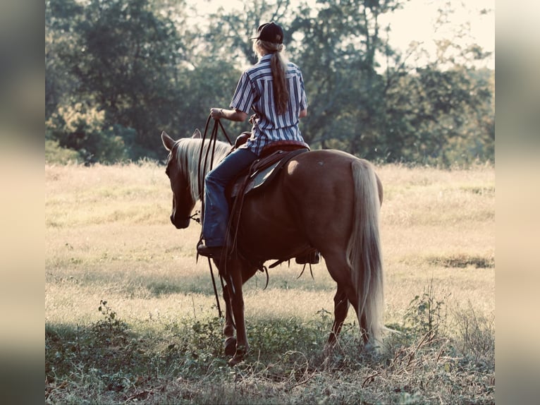 American Quarter Horse Castrone 11 Anni 150 cm Palomino in Carthage, TX