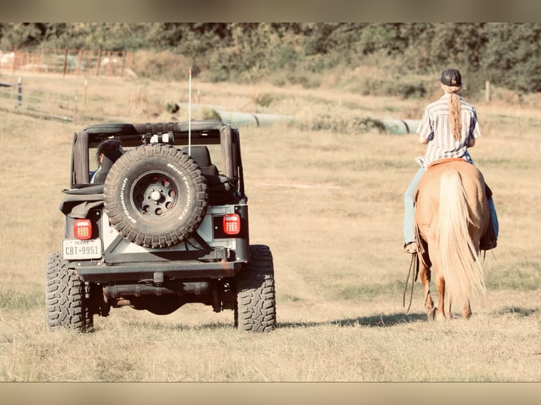 American Quarter Horse Castrone 11 Anni 150 cm Palomino in Carthage, TX