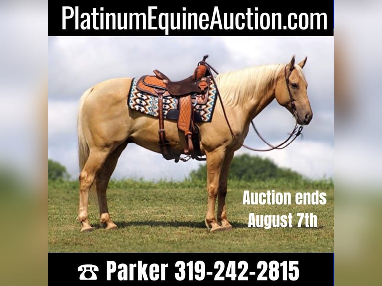 American Quarter Horse Castrone 11 Anni 150 cm Palomino in Brodhead KY