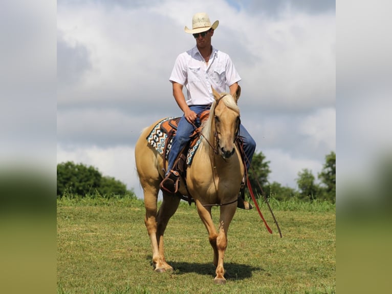 American Quarter Horse Castrone 11 Anni 150 cm Palomino in Brodhead KY