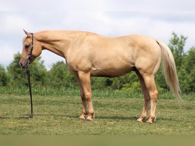 American Quarter Horse Castrone 11 Anni 150 cm Palomino in Brodhead KY