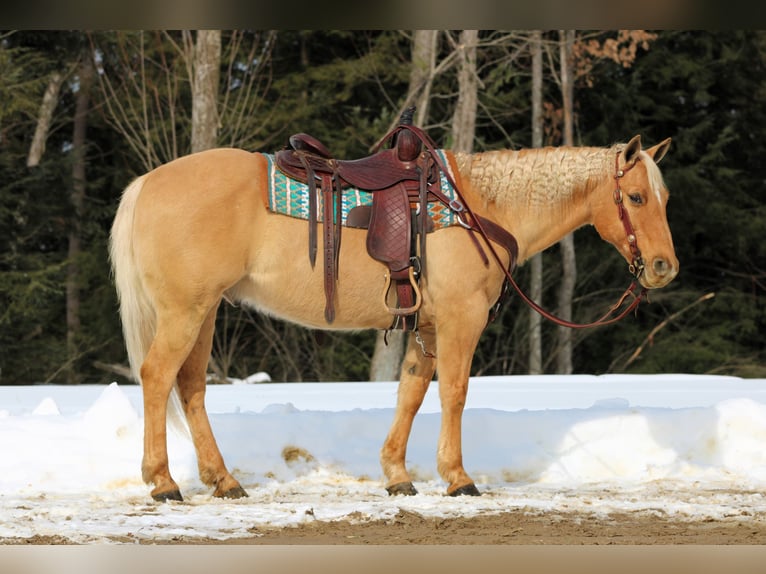 American Quarter Horse Castrone 11 Anni 150 cm Palomino in Clarion
