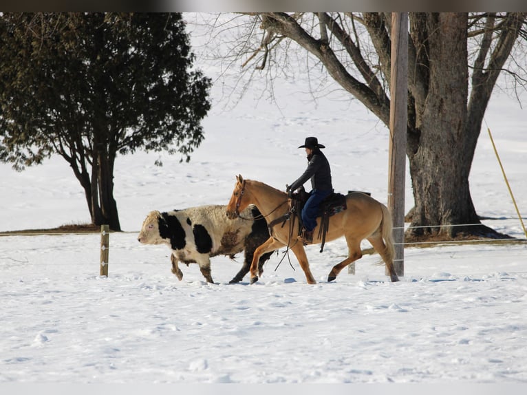 American Quarter Horse Castrone 11 Anni 150 cm Palomino in Clarion