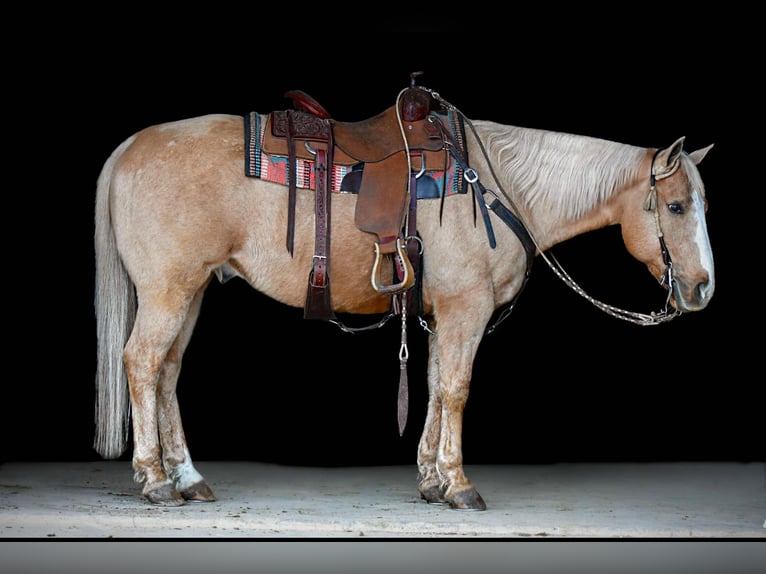 American Quarter Horse Castrone 11 Anni 150 cm Palomino in Rebersburg