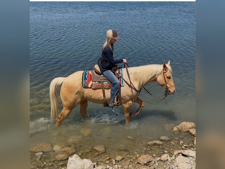 American Quarter Horse Castrone 11 Anni 150 cm Palomino in Weatherford