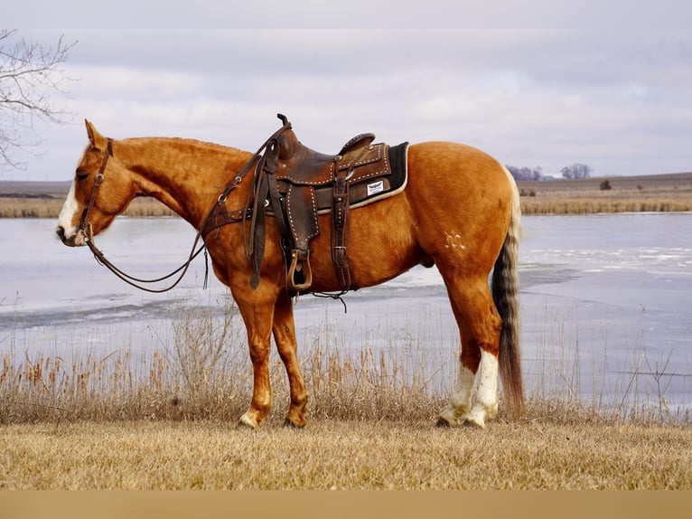American Quarter Horse Castrone 11 Anni 150 cm Palomino in Valley Springs, SD