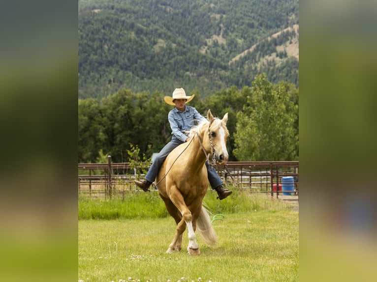 American Quarter Horse Castrone 11 Anni 150 cm Palomino in Caldwell, ID