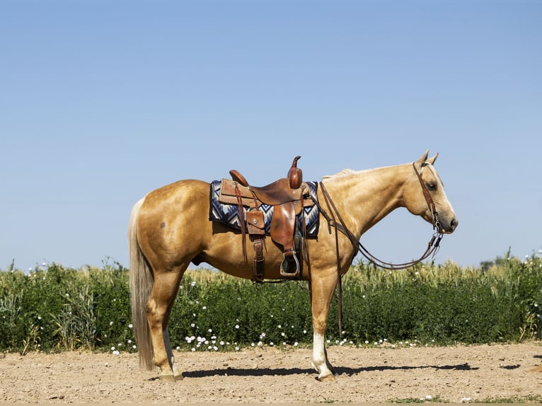 American Quarter Horse Castrone 11 Anni 150 cm Palomino in Caldwell, ID