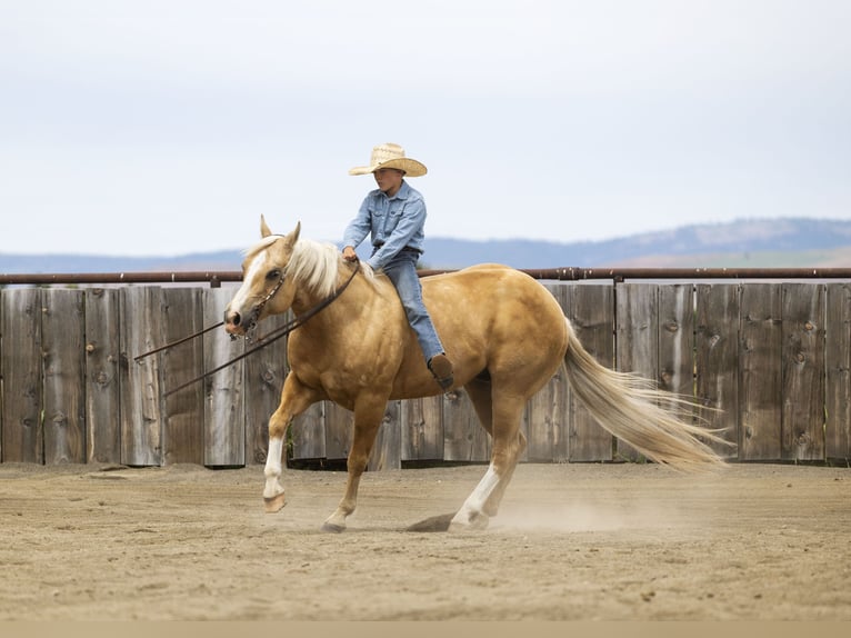 American Quarter Horse Castrone 11 Anni 150 cm Palomino in Caldwell, ID