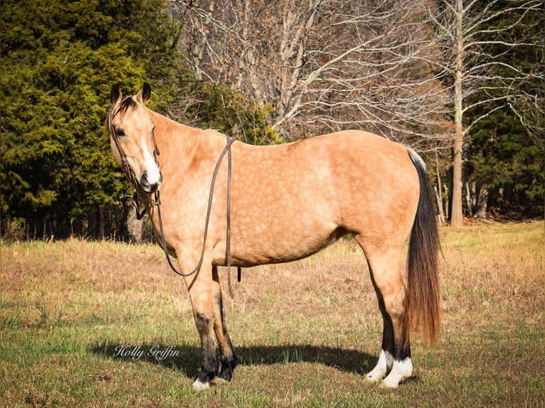 American Quarter Horse Castrone 11 Anni 150 cm Pelle di daino in Greenville Ky