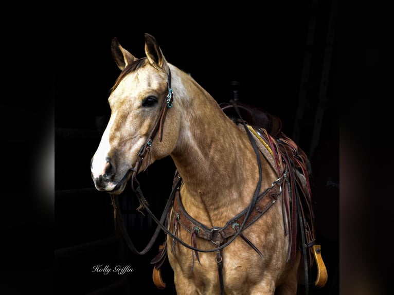 American Quarter Horse Castrone 11 Anni 150 cm Pelle di daino in Greenville Ky