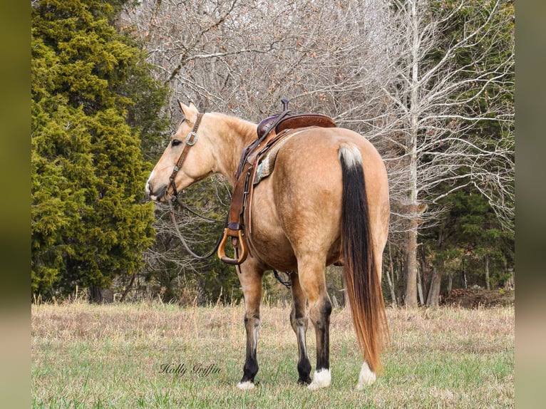 American Quarter Horse Castrone 11 Anni 150 cm Pelle di daino in Greenville Ky