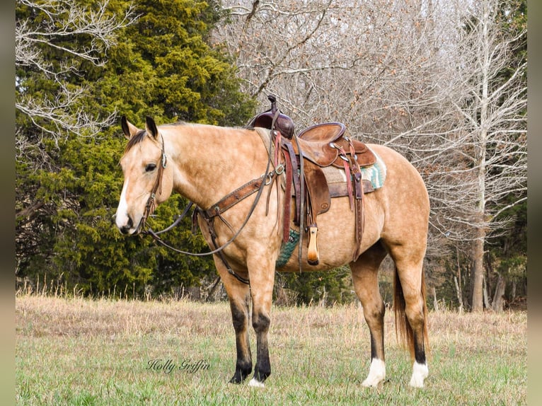 American Quarter Horse Castrone 11 Anni 150 cm Pelle di daino in Greenville Ky