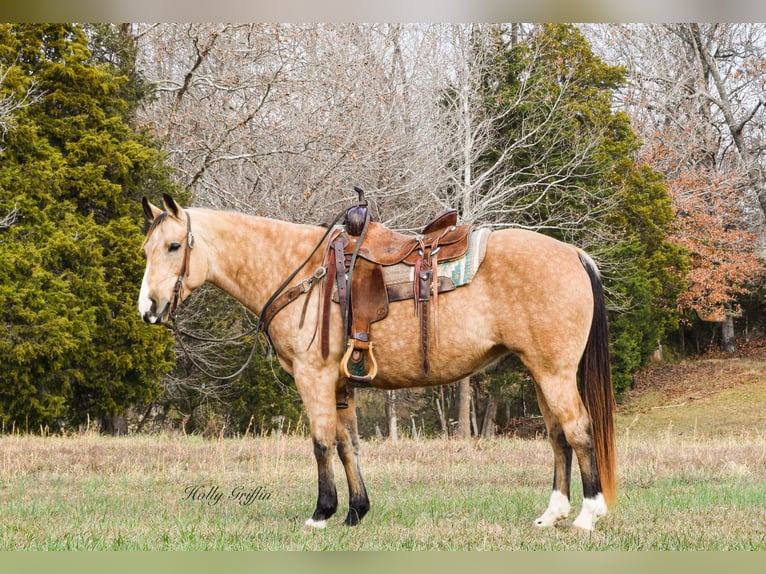 American Quarter Horse Castrone 11 Anni 150 cm Pelle di daino in Greenville Ky