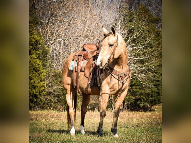 American Quarter Horse Castrone 11 Anni 150 cm Pelle di daino in Greenville Ky