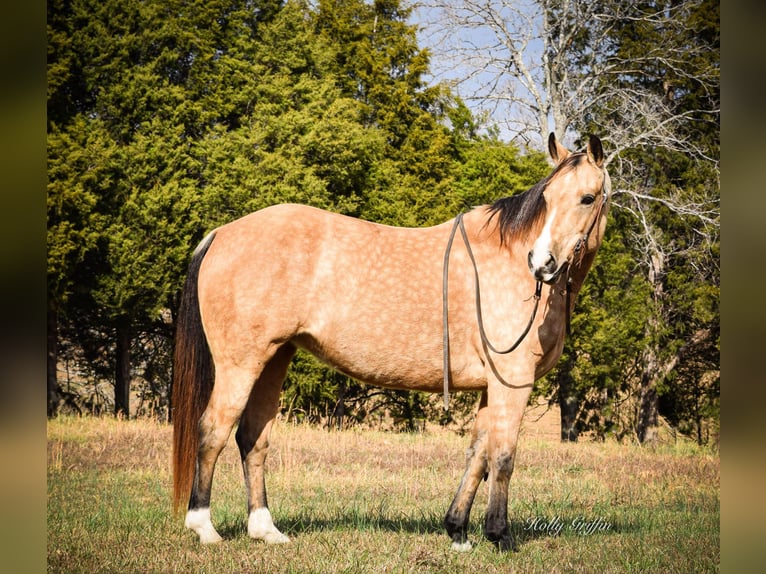 American Quarter Horse Castrone 11 Anni 150 cm Pelle di daino in Greenville Ky