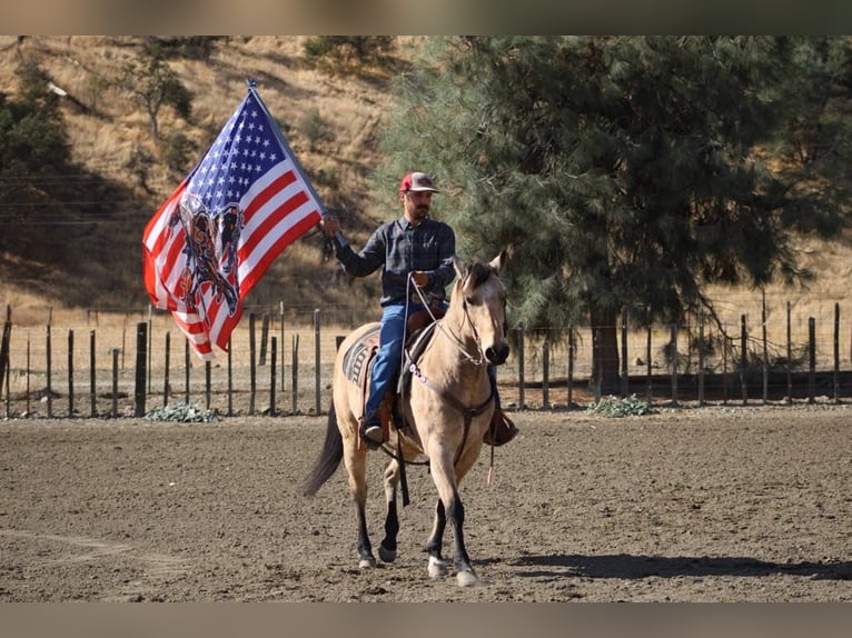 American Quarter Horse Castrone 11 Anni 150 cm Pelle di daino in Paicines CA