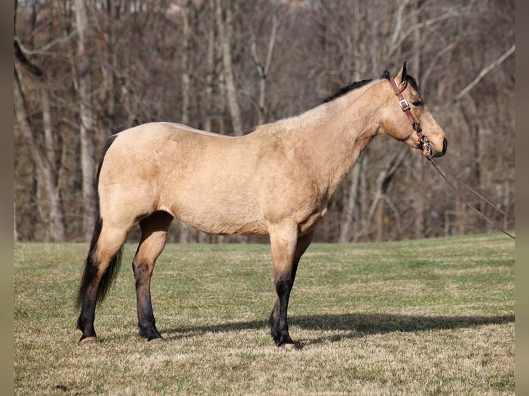 American Quarter Horse Castrone 11 Anni 150 cm Pelle di daino in Somerset KY