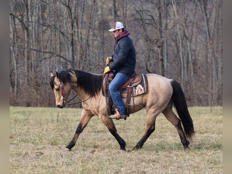 American Quarter Horse Castrone 11 Anni 150 cm Pelle di daino in Somerset KY