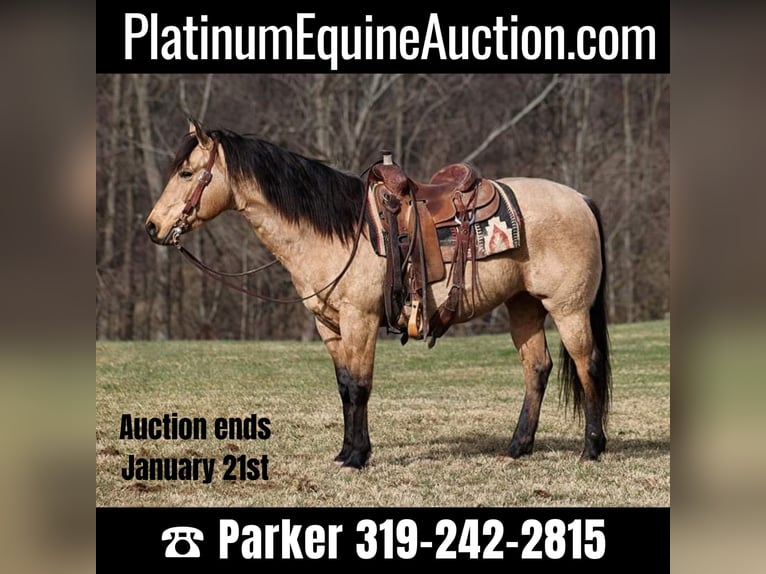 American Quarter Horse Castrone 11 Anni 150 cm Pelle di daino in Somerset KY