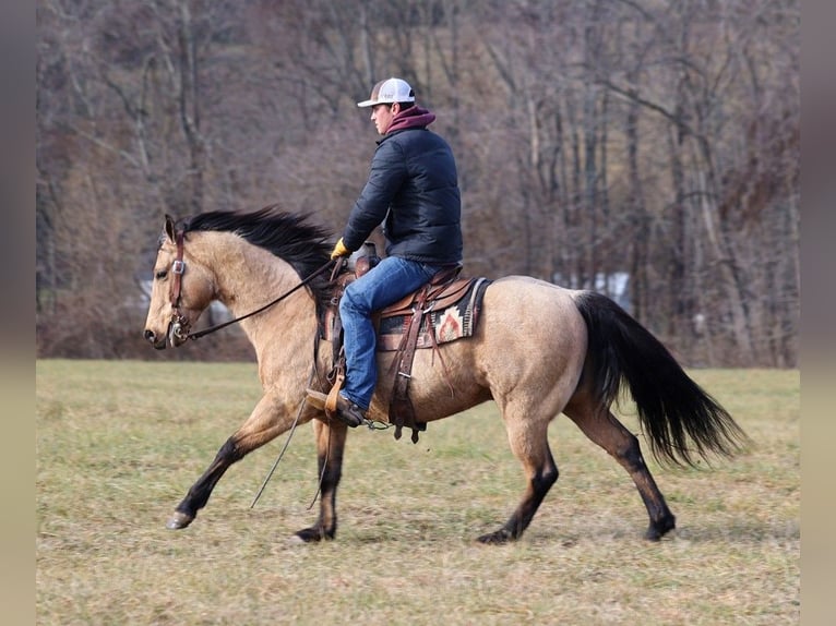 American Quarter Horse Castrone 11 Anni 150 cm Pelle di daino in Somerset KY