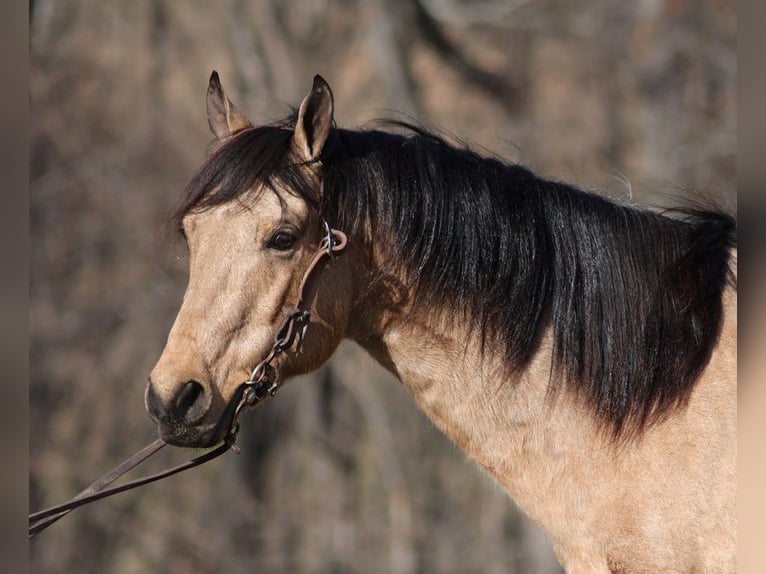 American Quarter Horse Castrone 11 Anni 150 cm Pelle di daino in Somerset KY