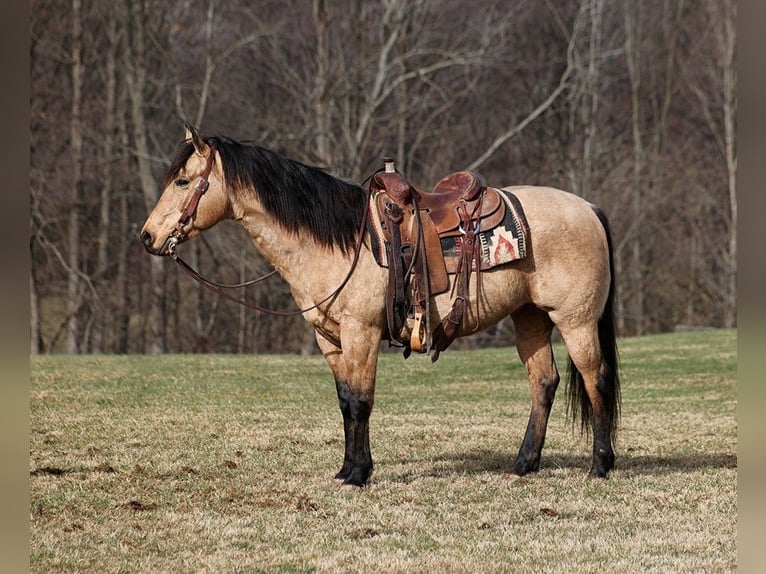 American Quarter Horse Castrone 11 Anni 150 cm Pelle di daino in Somerset KY