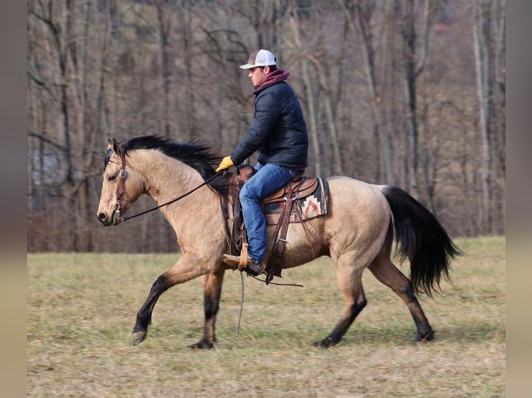 American Quarter Horse Castrone 11 Anni 150 cm Pelle di daino in Somerset KY