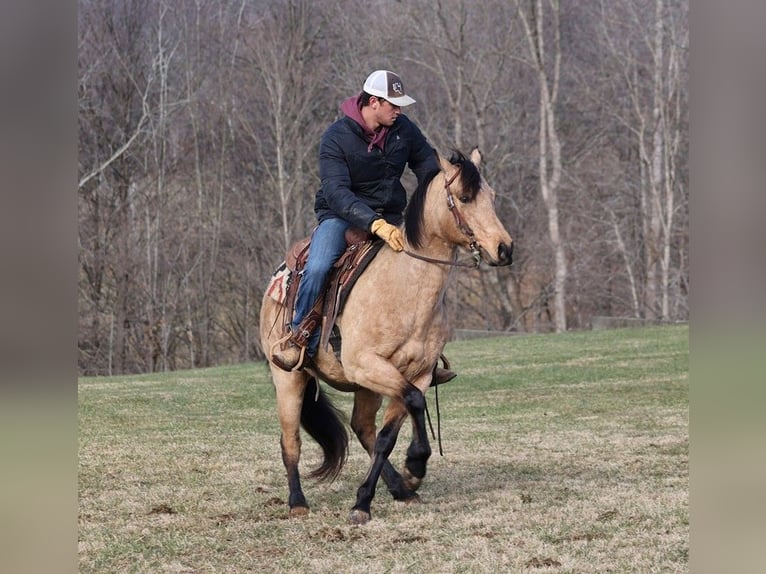 American Quarter Horse Castrone 11 Anni 150 cm Pelle di daino in Somerset KY