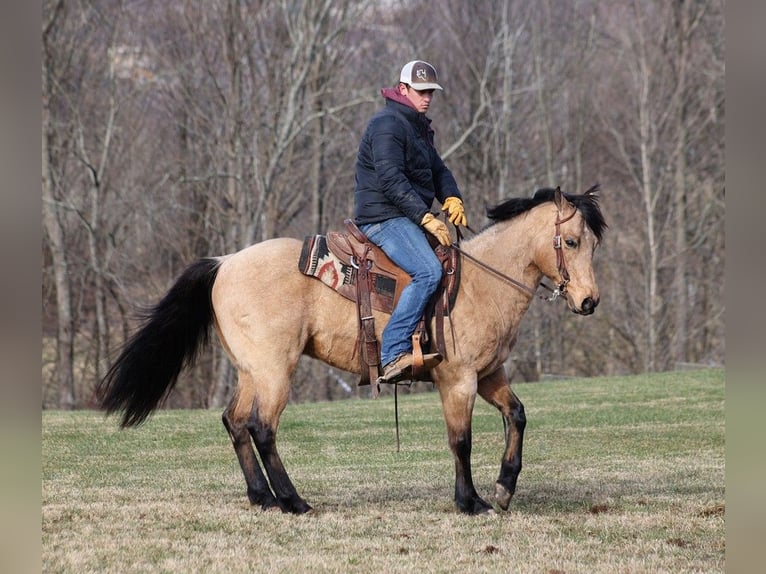 American Quarter Horse Castrone 11 Anni 150 cm Pelle di daino in Somerset KY