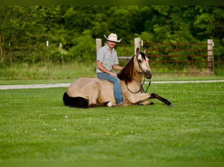 American Quarter Horse Castrone 11 Anni 150 cm Pelle di daino in canyon, tx