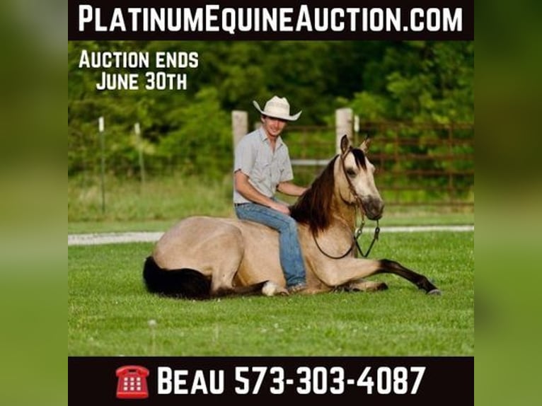 American Quarter Horse Castrone 11 Anni 150 cm Pelle di daino in canyon, tx