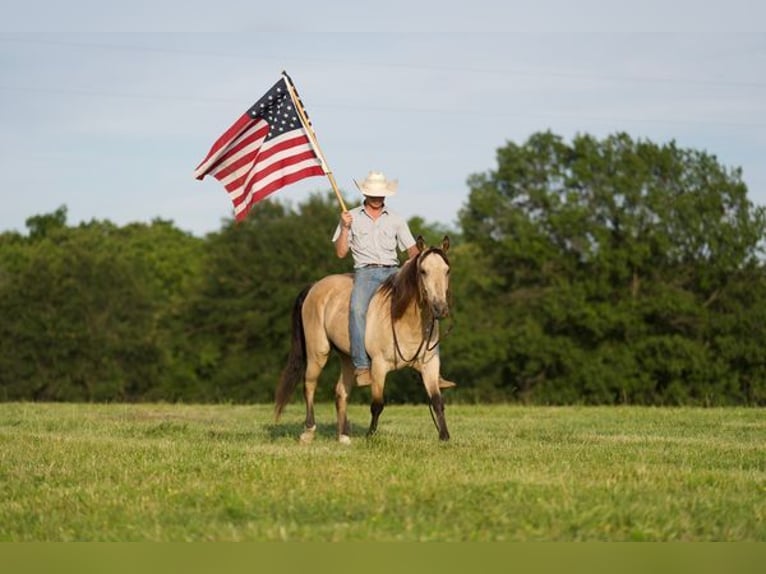 American Quarter Horse Castrone 11 Anni 150 cm Pelle di daino in canyon, tx