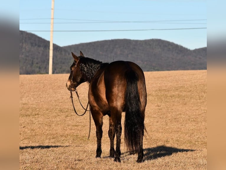 American Quarter Horse Castrone 11 Anni 150 cm Pelle di daino in Rebersburg, PA