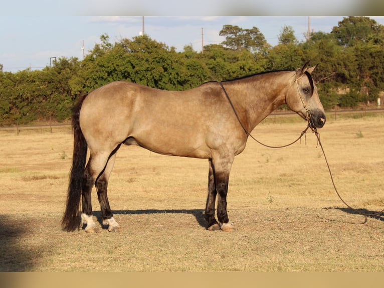 American Quarter Horse Castrone 11 Anni 150 cm Pelle di daino in Cleburne TX