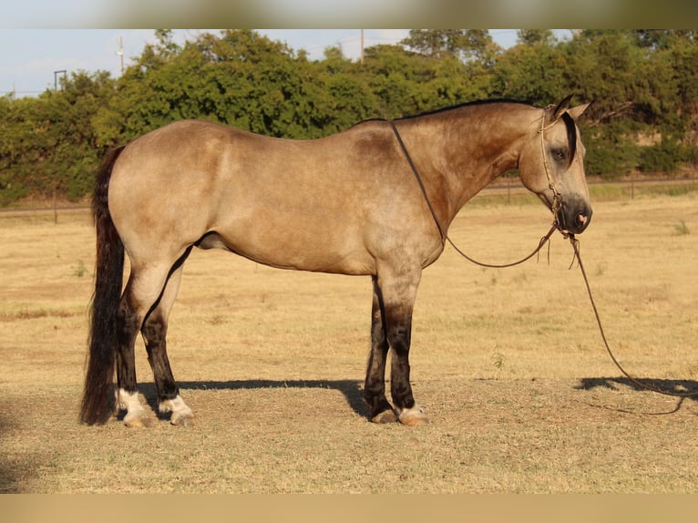American Quarter Horse Castrone 11 Anni 150 cm Pelle di daino in Cleburne TX