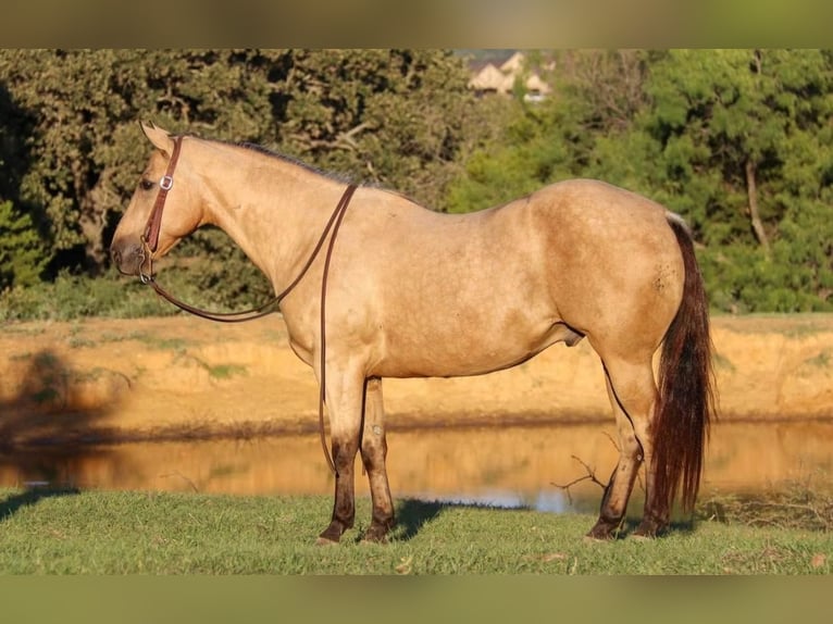 American Quarter Horse Castrone 11 Anni 150 cm Pelle di daino in Joshua, TX