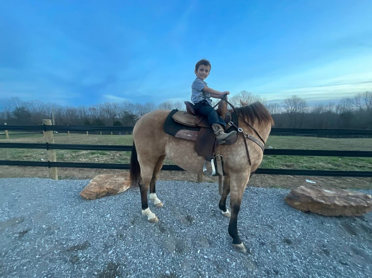 American Quarter Horse Castrone 11 Anni 150 cm Pelle di daino in Crofton, KY