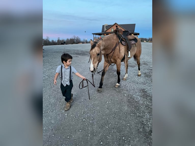 American Quarter Horse Castrone 11 Anni 150 cm Pelle di daino in Crofton, KY