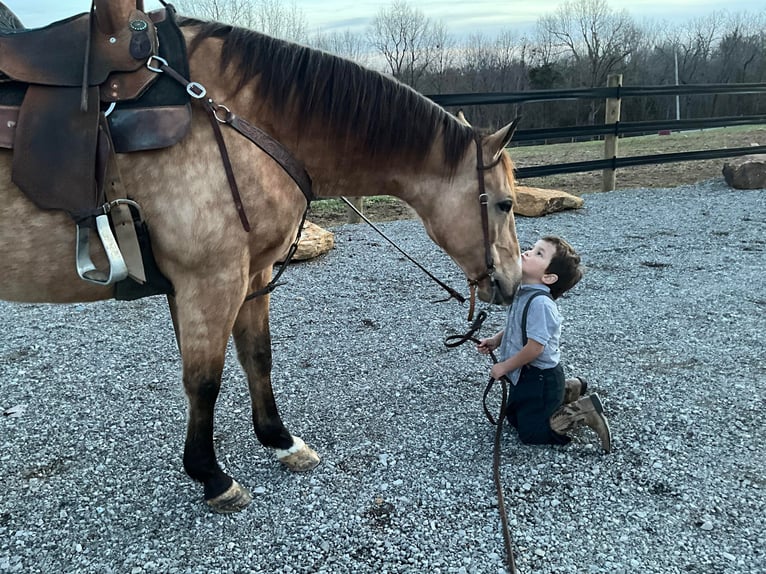 American Quarter Horse Castrone 11 Anni 150 cm Pelle di daino in Crofton, KY