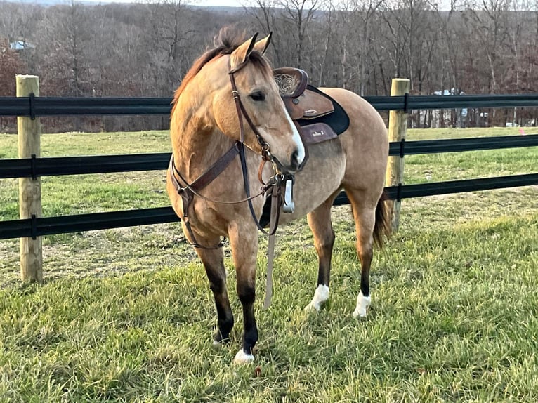 American Quarter Horse Castrone 11 Anni 150 cm Pelle di daino in Crofton, KY