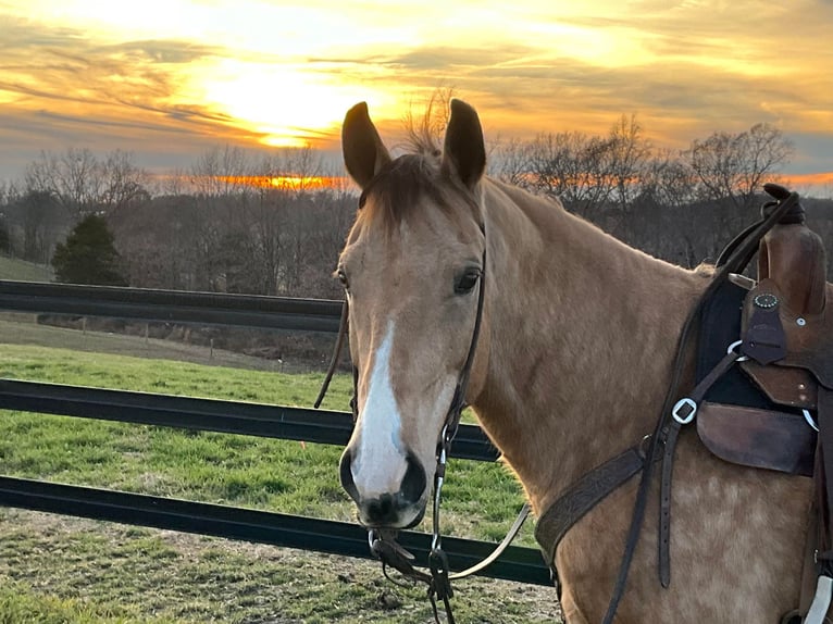 American Quarter Horse Castrone 11 Anni 150 cm Pelle di daino in Crofton, KY