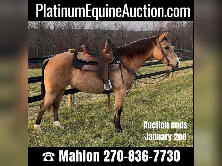 American Quarter Horse Castrone 11 Anni 150 cm Pelle di daino in Crofton, KY