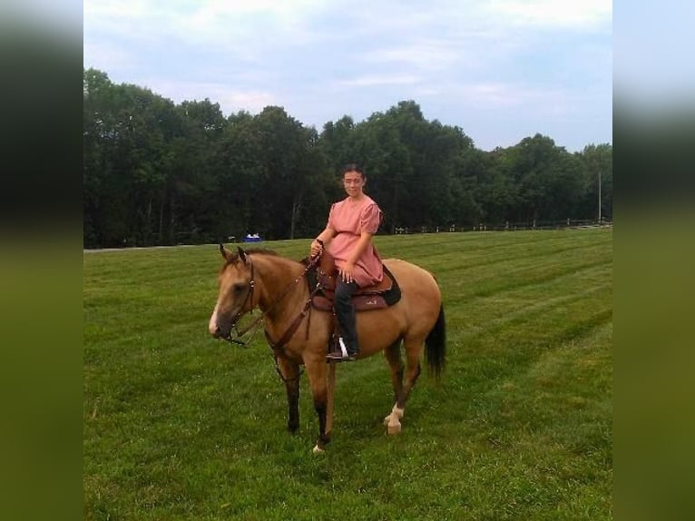 American Quarter Horse Castrone 11 Anni 150 cm Pelle di daino in Crofton, KY